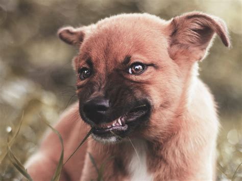 If your dog’s growling has started to become just a little bit unpredictable, it can often be managed effectively before it escalates into anything more serious. The trick with most things doggy related is: a) establishing the root cause, b) …
